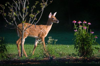 fawn in the wildflower garden