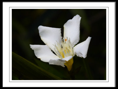 Oleander Blossom
