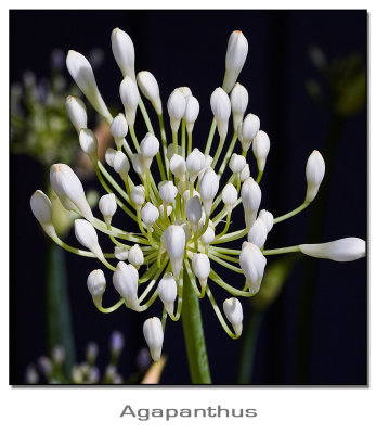 Agapanthus