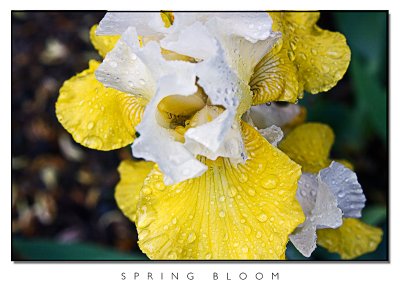 Spring Bloom