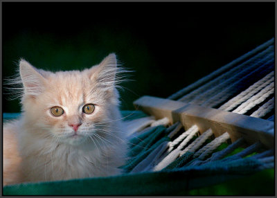 Cat in a hammock