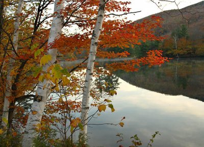 Birches by the lake