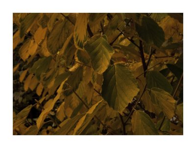 WitchHazel2.jpg
