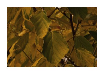 WitchHazel3.jpg