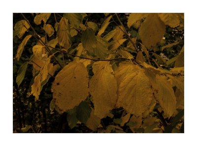 WitchHazel5.jpg