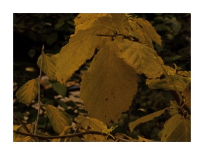 WitchHazel6.jpg