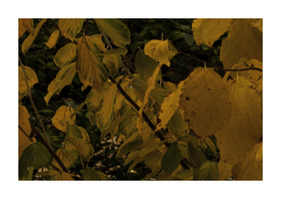WitchHazel7.jpg