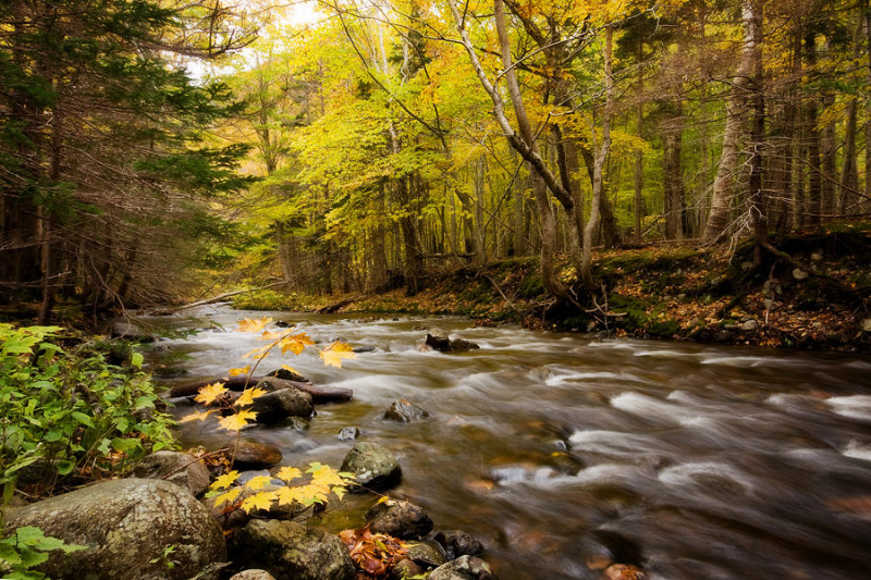 Cabot Trail Stream