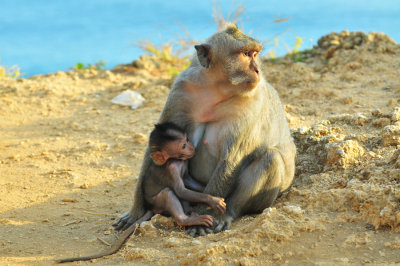 singes sacrs d'uluwatu