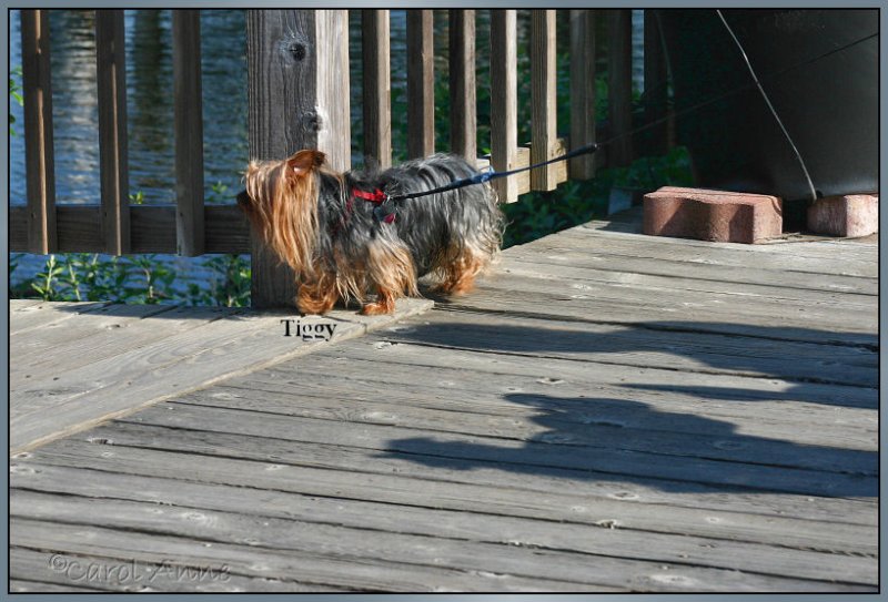 Tiggy  Umpqua River Oregon Coast
