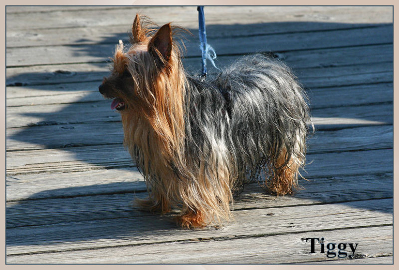 Tiggy  Umpqua River Oregon Coast