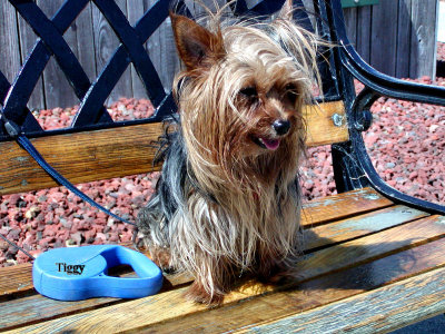 Tedley Tiggy 04.jpg