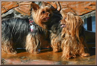 Tedley & Tiggy at the River Park