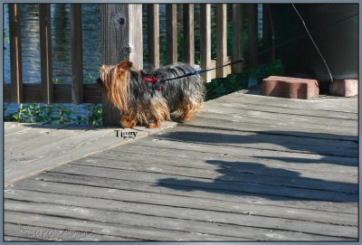 Tiggy  Umpqua River Oregon Coast