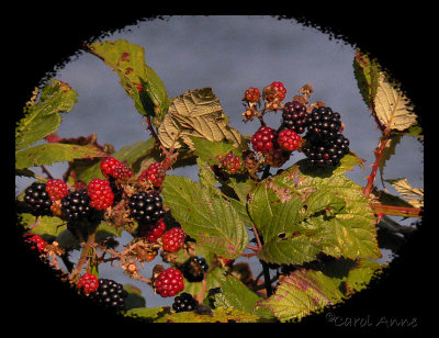 Wild Berries in October