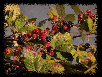Wild Berries in October