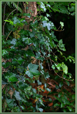 Ivy in October