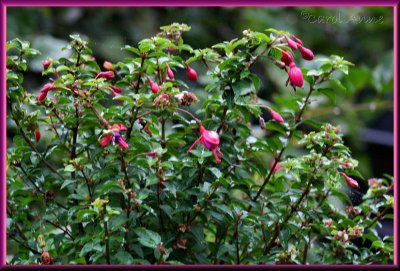 Fuchsia Bush in October