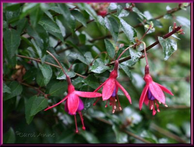 Fuchsias Three in October