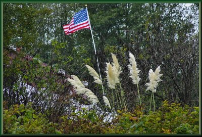 Pampas Grass High on the HIll