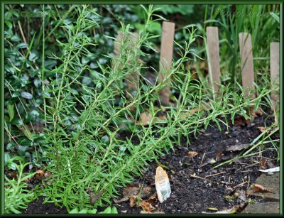 Herb Garden 2.jpg