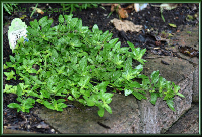 Herb Garden 3.jpg