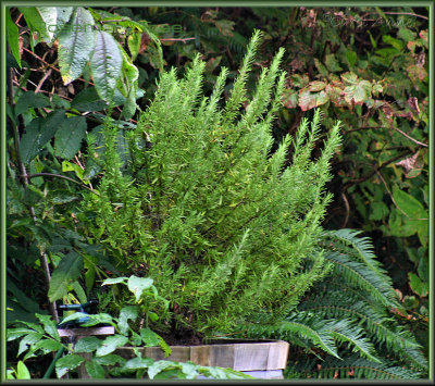 Herb Garden 6.jpg