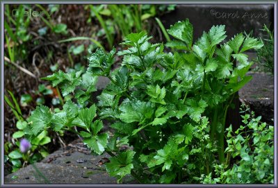 Herb Garden 8.jpg