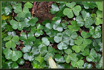 Shamrocks in the Herb Garden