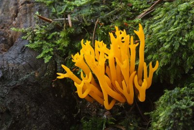 Staghorn Fungi.jpg