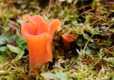 Orange Peel Fungi.jpg