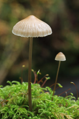 Mycena Fungi.jpg