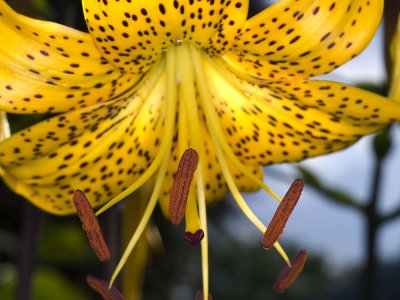 spotted yellow flower.jpg