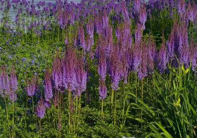 Purple plants.jpg