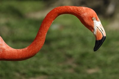 Flamingos Up Close