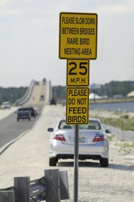 Protecting the Black Skimmers at Navarre Beach