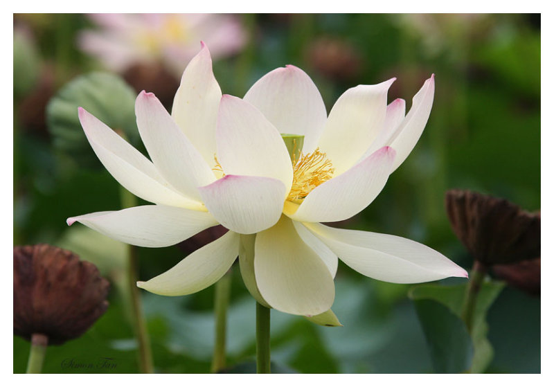L134_Lotus.jpg