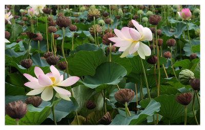 L128_Lotus.jpg