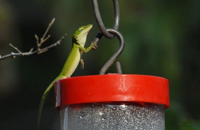 08Fall_1120_Anole.jpg