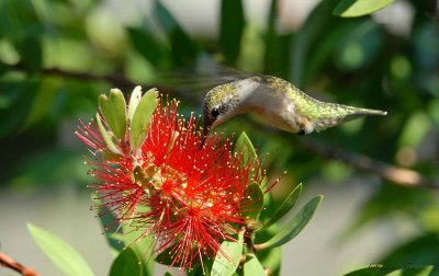 08Fall_1132_RTHU-bottlebrush.jpg