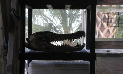 Paul's aligator skull