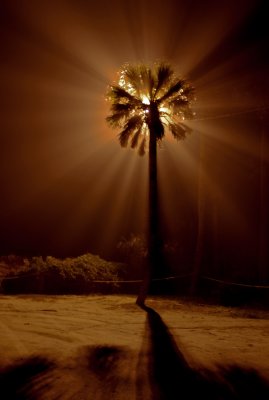 backlit palmetto, foggy night