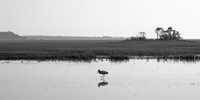 wood stork