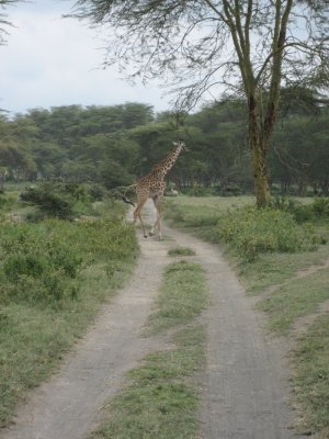 A giraffe crosses my path.