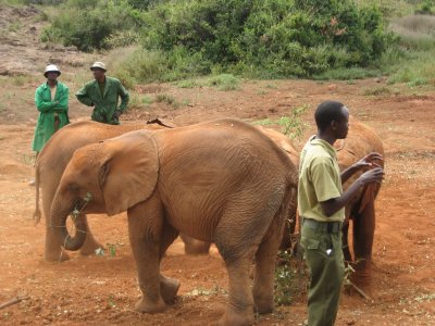 Elephant orphanage - Nairobi.