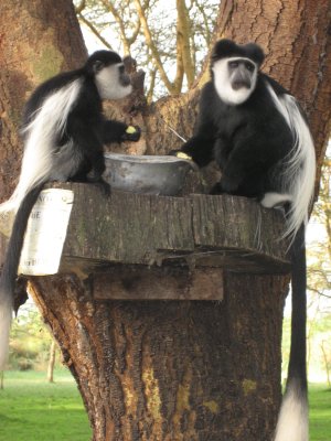 Lunch time for some Colobus Monkeys.