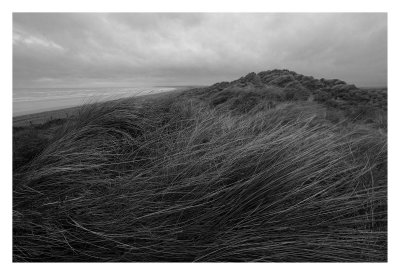 Marram Grass #2