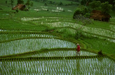 Rice Paddy 3