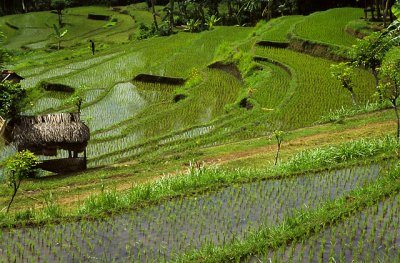 Rice Paddy 4