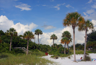 Palms